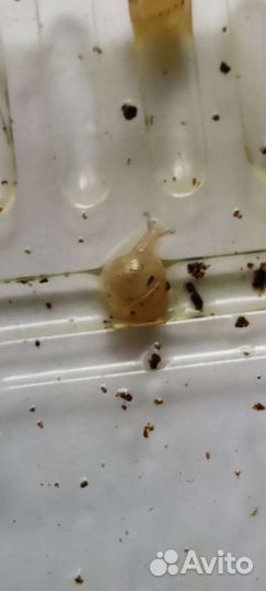 Улитки ахатины бесплатно