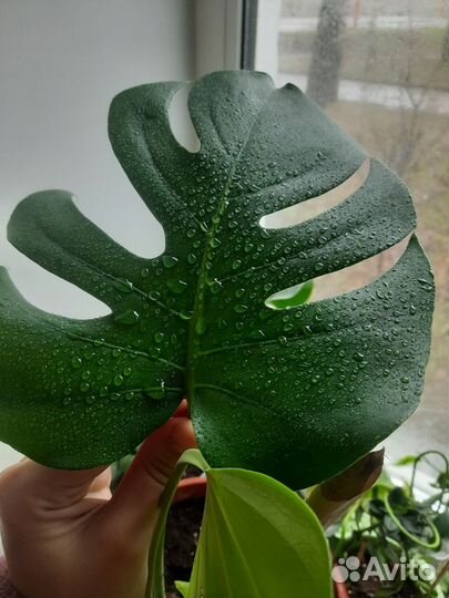 Комнатные растения (офис) Монстера