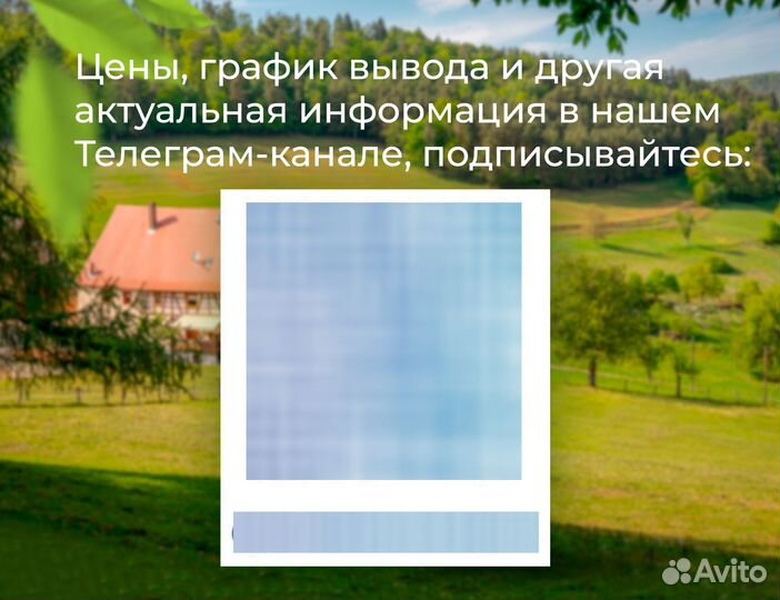 Бройлер суточный Кобб 500