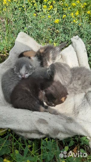 Котята в добрые руки