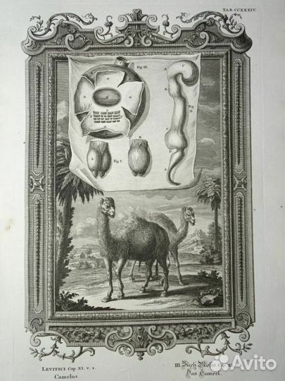 Большие Антикварные гравюры Швейцария 1731