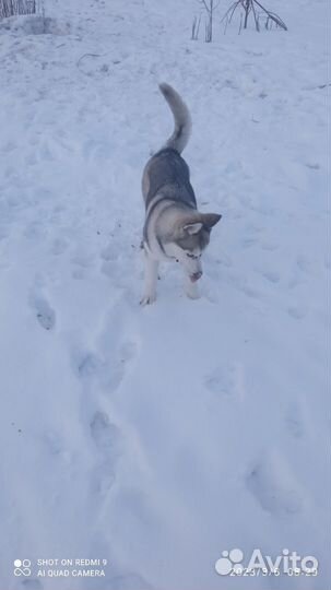 Метисы хаски