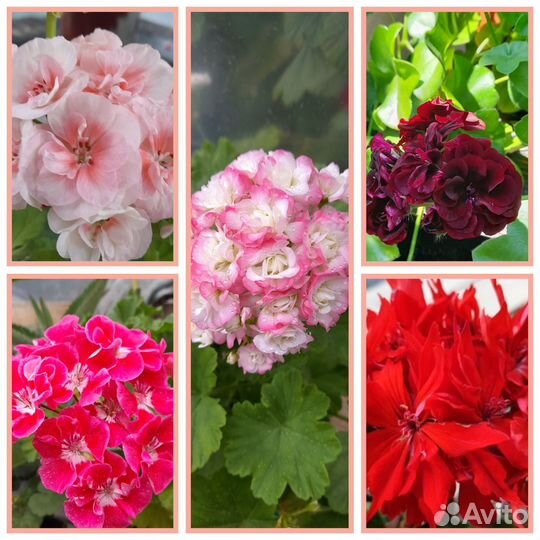 Набор герани