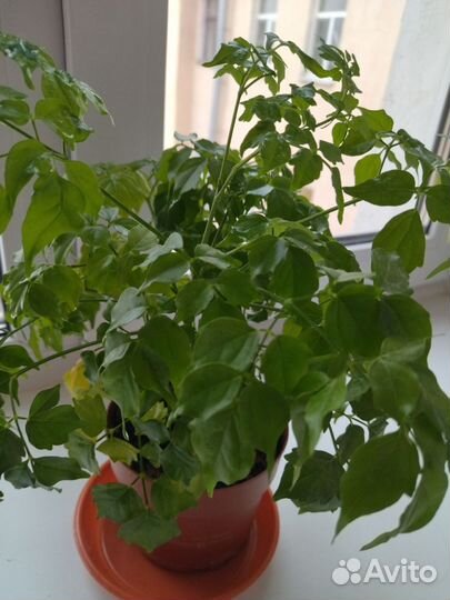 Радермахера