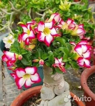 Семена Adenium obesum, адениум arabicum, DHA