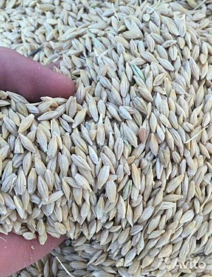 Зерно пшеница ячмень