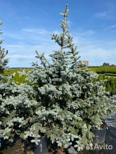 Ель голубая Хупси