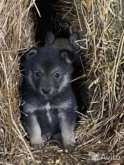 Собака в добрые руки щеноки