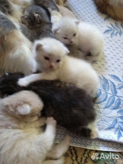 Котята в добрые руки