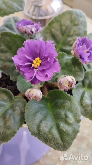 Комнатные цветы