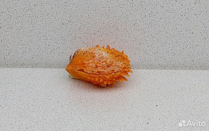 Спондилус Барбатус 5,9 морская ракушка раковина