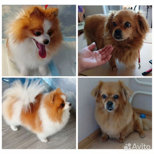 Стрижка собак (груминг)