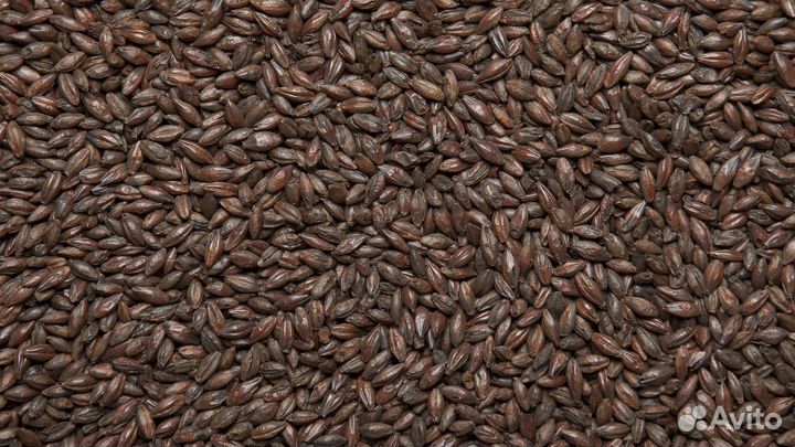 Солод ячменный пивоваренный 