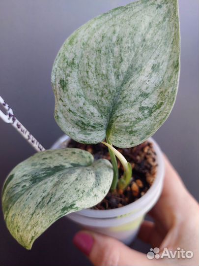 Сциндапсус