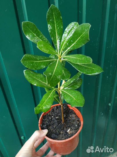 Питтоспорум (смолосемянник)