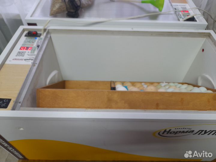 Инкубатор норма луппер