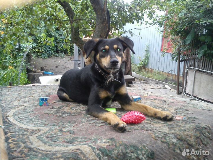 Ищем дом собаке Руне