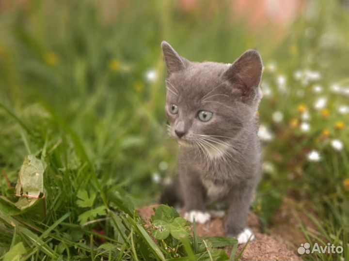 Котенок