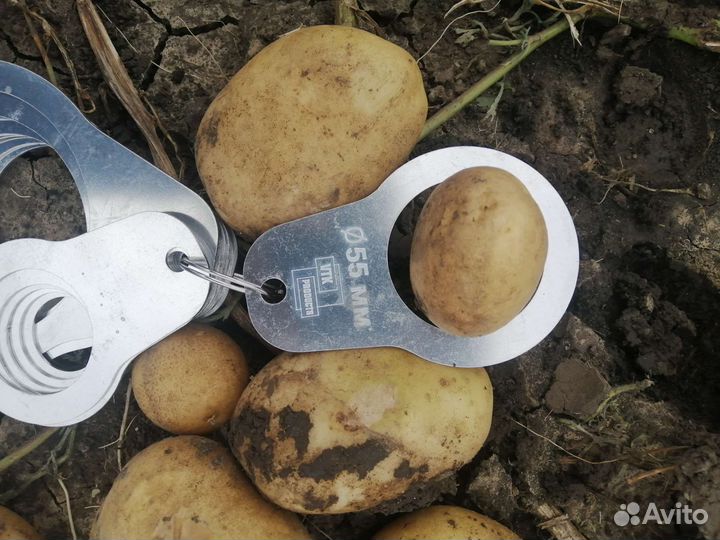 Картофель оптом