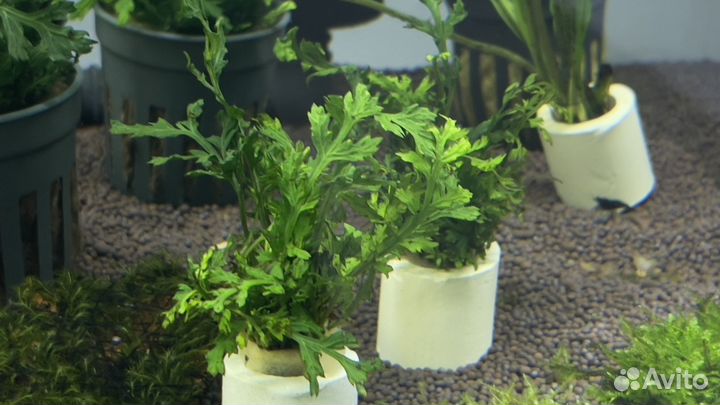 Аквариумные растения, мхи, буцефаландры, анубиас