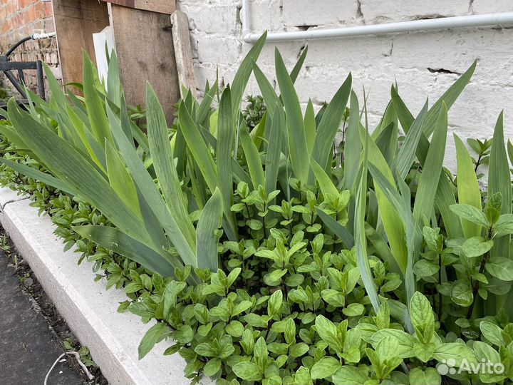 Многолетние цветы