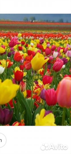 Цветы луковицы многолетние ирисы мускари тюльпаны