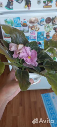 Фиалка домашняя 5 шт