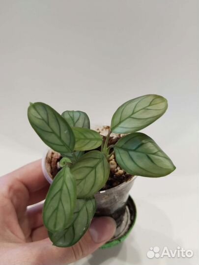 Марантовые