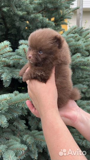 Щенки шпица