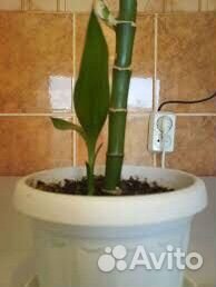 Драцена sandero
