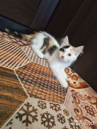 Самый любимый ваш котенок