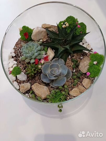 Флорариум суккуленты