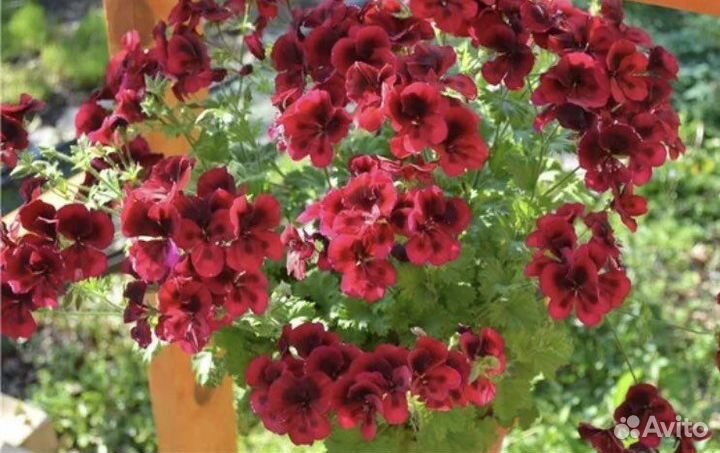 Королевская пеларгония(герань),есть цветущая