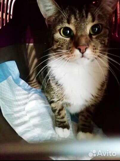 Кошечка Тася скромняжка домоседка ищет дом