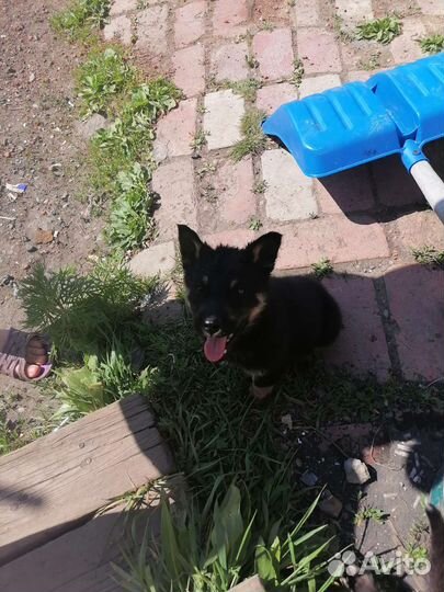 Щенки немецкой овчарки бесплатно