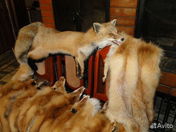 Шкура-ковер лиса рыжая