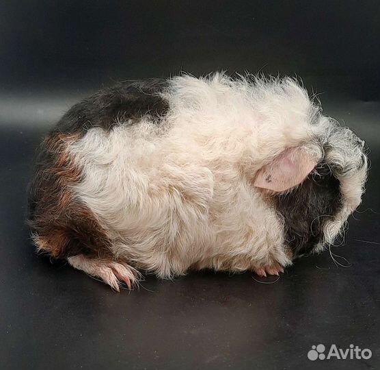 Длинношерстные кудрявые морские свинки