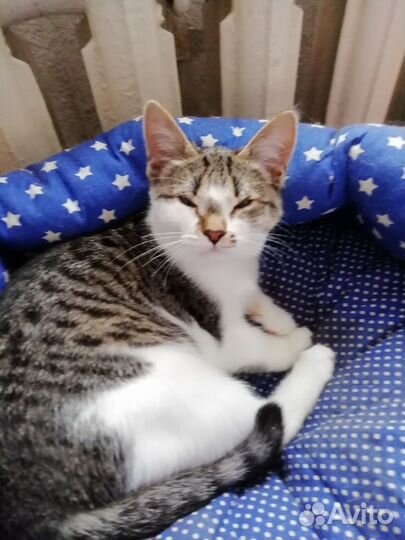 В добрые руки