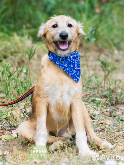 Тобик ищет дом