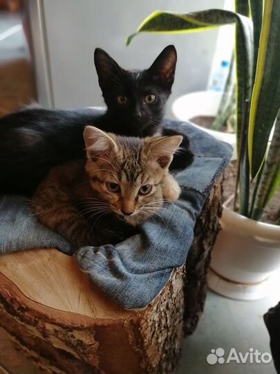 Кошки в добрые руки бесплатно