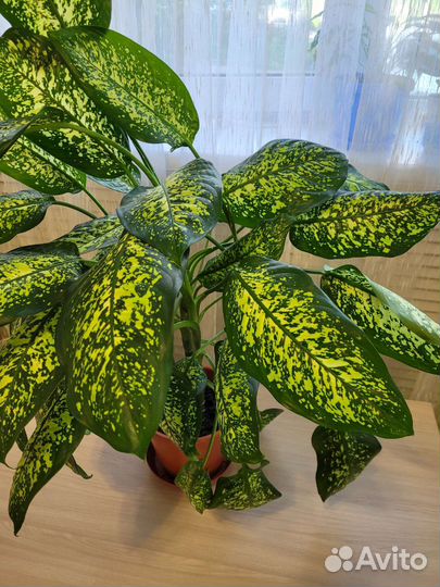 Диффенбахия