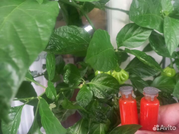 Острый соус,Шрирача, из хабанеро