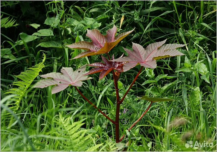 Клещевина обыкновенная, семена