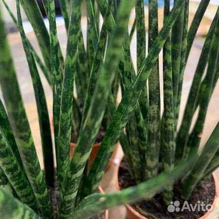 Сансевиерия mikado fernwood