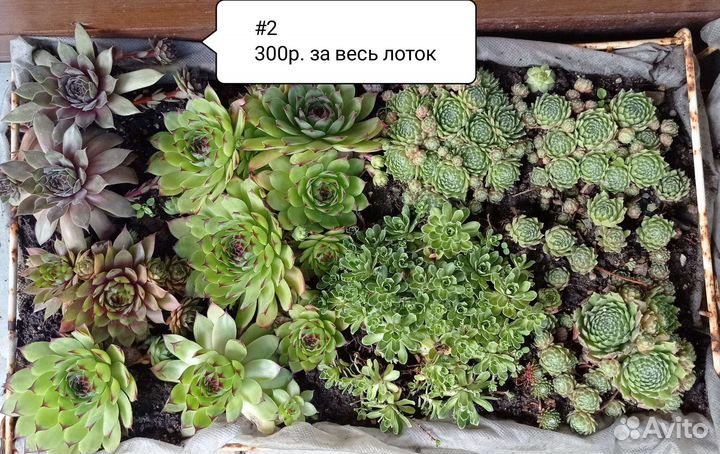 Цветы, Каменная роза