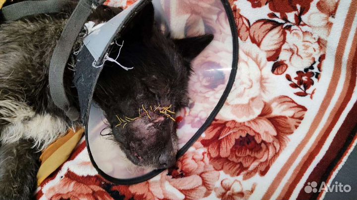 До 19.07 нужно найти хозяина