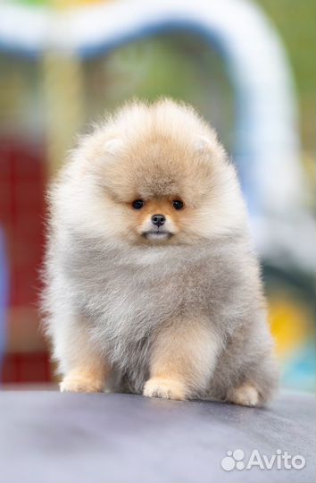 Шикарный щенок шпица