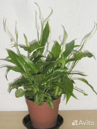 Спатифиллюм сортовой