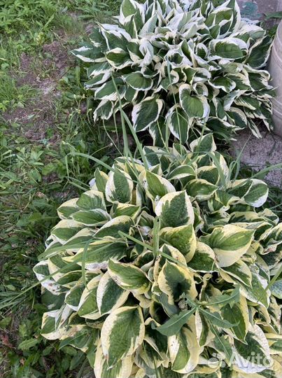 Хоста (разные сорта, 10 видов)