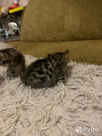 Бенгальская